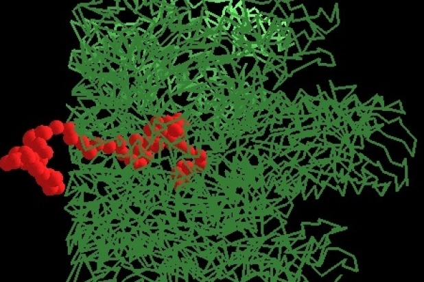 The pore structure is shown in green and the transported molecule in red. Image attributed to Muthukumar lab.