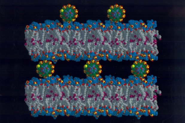 An assembly of DNA and lipid membranes called a “genoplex” has been suggested as a vehicle of DNA delivery in gene therapy. Work attributed to Helmut Strey and Rudoplph Podgornik; image rendered by Milan Hodoscek using CHARMM.
