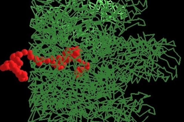 The transport of large biomolecules through membranes is one the fundamental processes of life.  Such transport, shown above, occurs by translocation through narrow molecular pores.  The pore structure is shown in green and the transported molecule in red. Image attributed to Muthukumar lab.